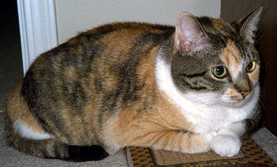 picture of Callie