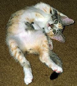 Babycat Callie