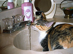 Callie
