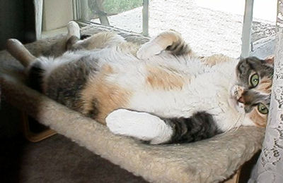 Callie in the Window