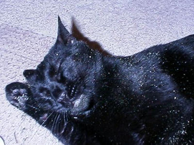 Catnipped