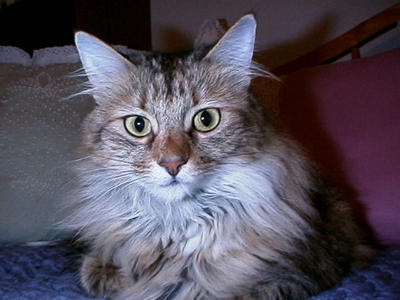 Chloe, the pretty girl