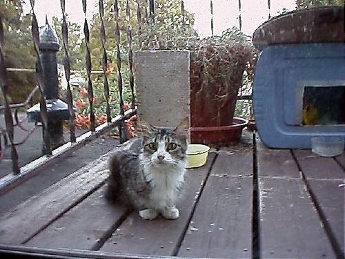 Dolly, Chloe's Momcat