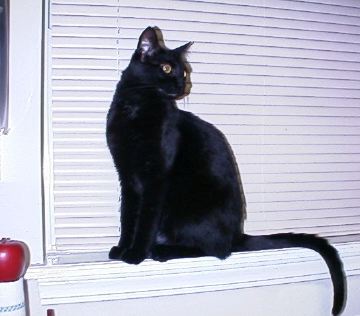 Duncan in the Window