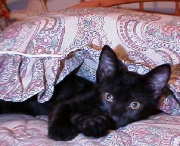 Duncan's Pillow