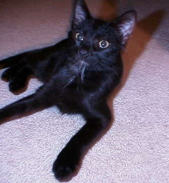 Fu Manchu Kitty