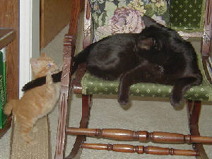 Jack goes for Duncan's tail