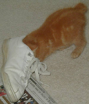 Jackson dives into the Shoe