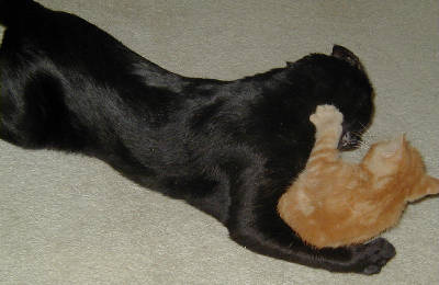 Duncan and Jack wrestle