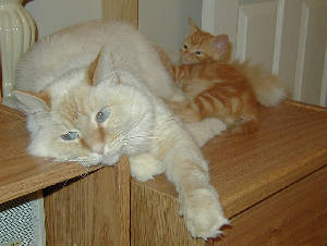 Maxwell and Jack