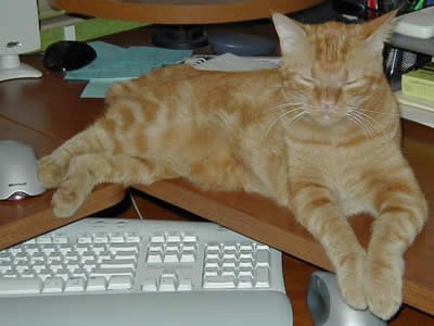 Jack at mouse control