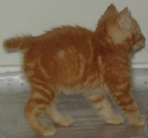 Jackson - side view