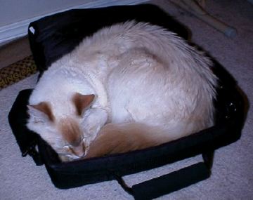 Snoozing in the Laptop Case