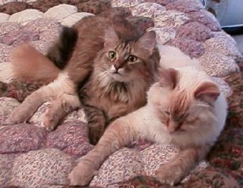 Lumpy Mattress - Chloe and Max