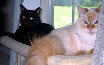 Maxwell and Dexter