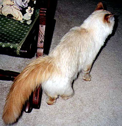 Maxwell
