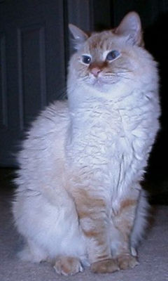 Maxwell