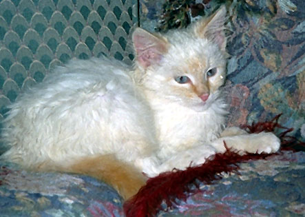 Babycat Maxwell