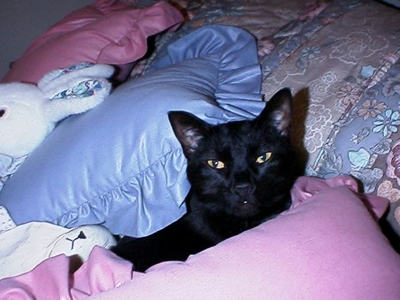 Just One of the Pillows