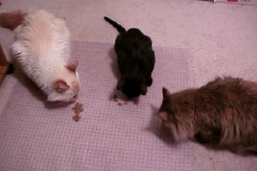 Pouncies!!!
