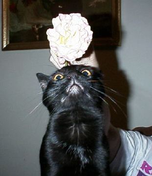 Stopping to Smell The Rose