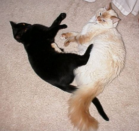 Maxwell and Duncan