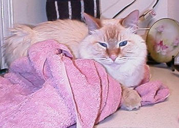 Maxwell's noze and the matching towel