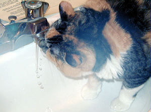 water11