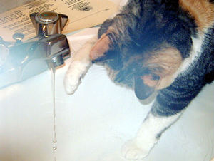 water12